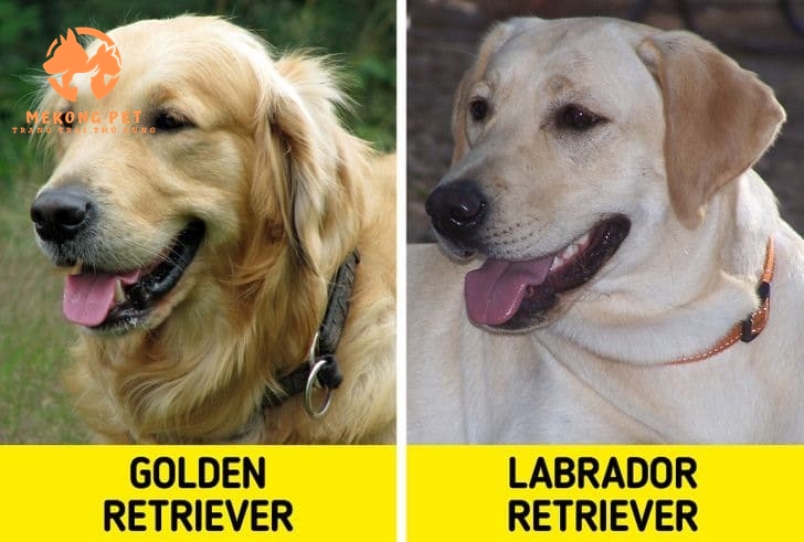 Chó golden rất giống với giống cho labrador, tuy nhiên để phân biệt 2 loại chó này thì ngoại quan nhìn vào chó labrador có chất lông ngắn hơn rất nhiều